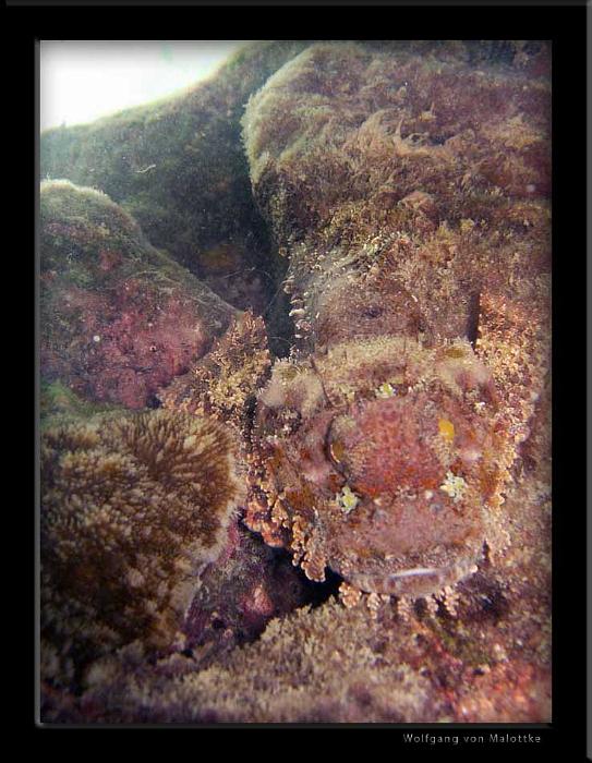 Bearded-scorpionfish2.jpg - En till sån elaking!