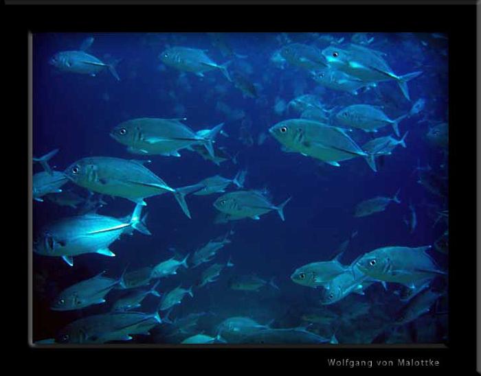 Bigeyed-Trevally.jpg - Travellisar är som små tonfisk ungefär!