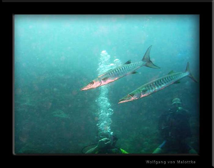 Black-fin-Barracudas.jpg - Tvä massiva svartfenade cudor..