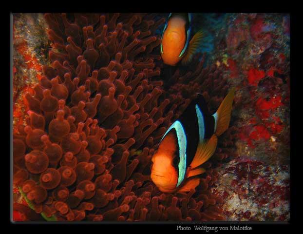 Clarks-anemone.jpg - Clarks anemon fisk, Nemos kusse!