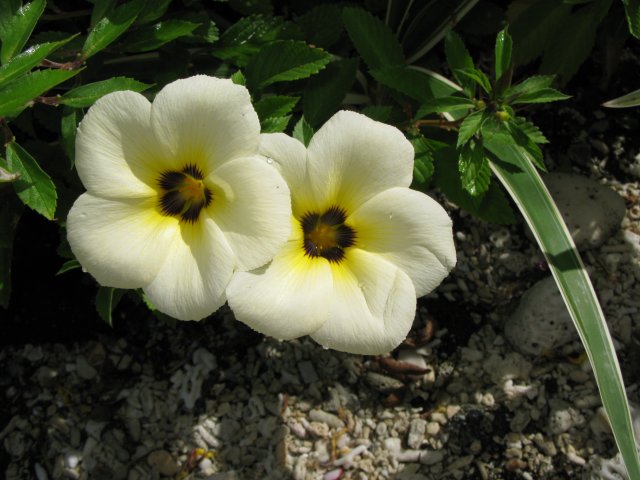 Filip237.JPG - Blomma