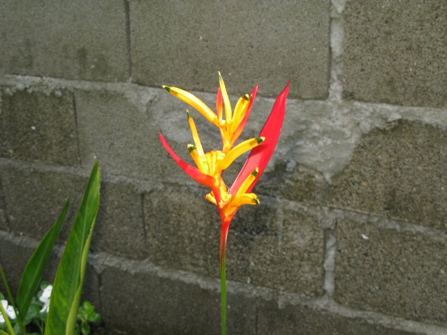 Filip240.JPG - Annan blomma