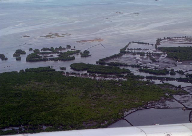 Filip25.jpg - Räkodlingar och skit i mangroven