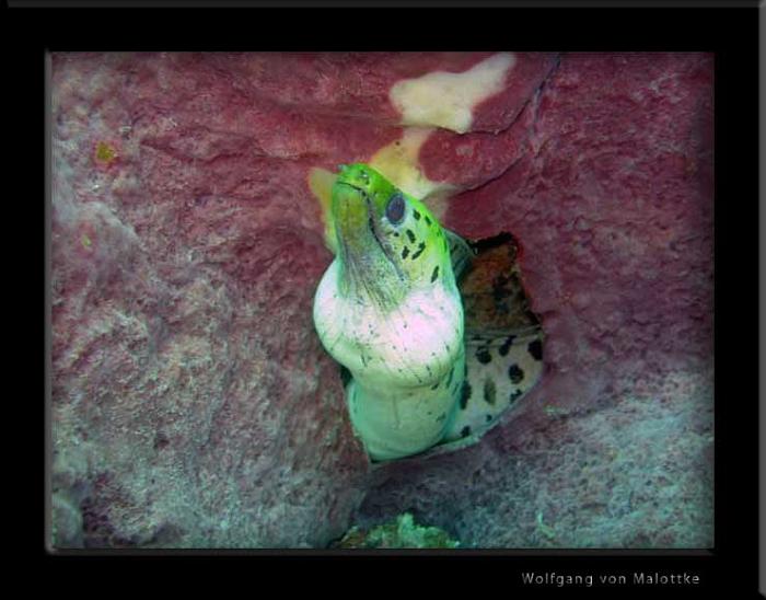 Fimbriated-moray.jpg - Liten fimbrated murena.