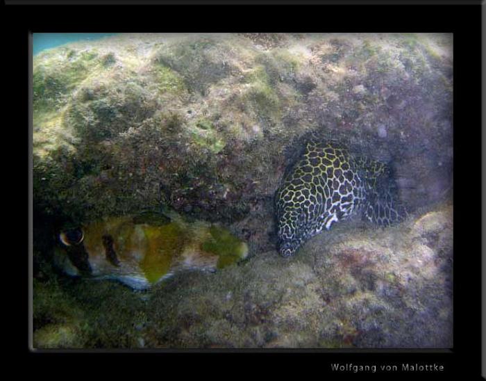 Honeycomb-moray-and-puffer.jpg - Samma ställe, med en blåsfisk som tagit beskydd av murenorna?
det roliga är att resan efter så fanns inte murenorna kvar men väl blåsfisken, på smma plats och ja ..den levde!