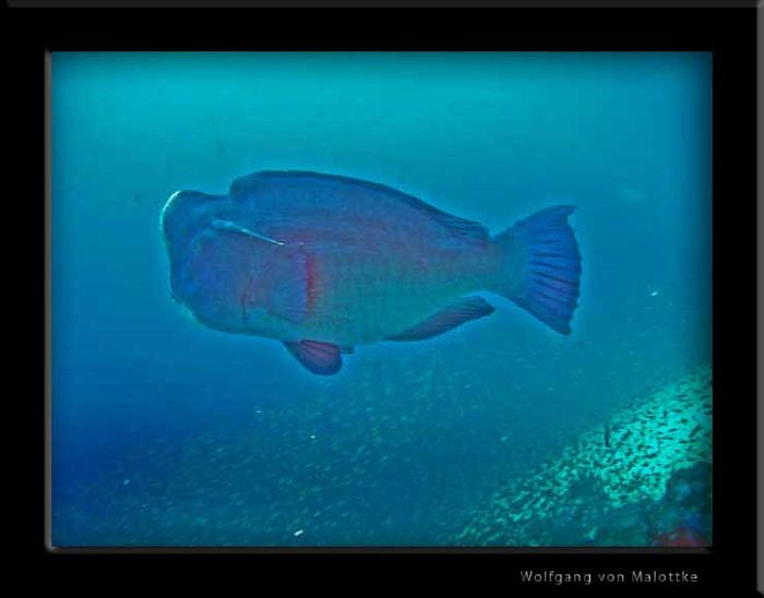 Humpheadparrot2.jpg - Humphead parrot fisk. Shark fin reef Similan.