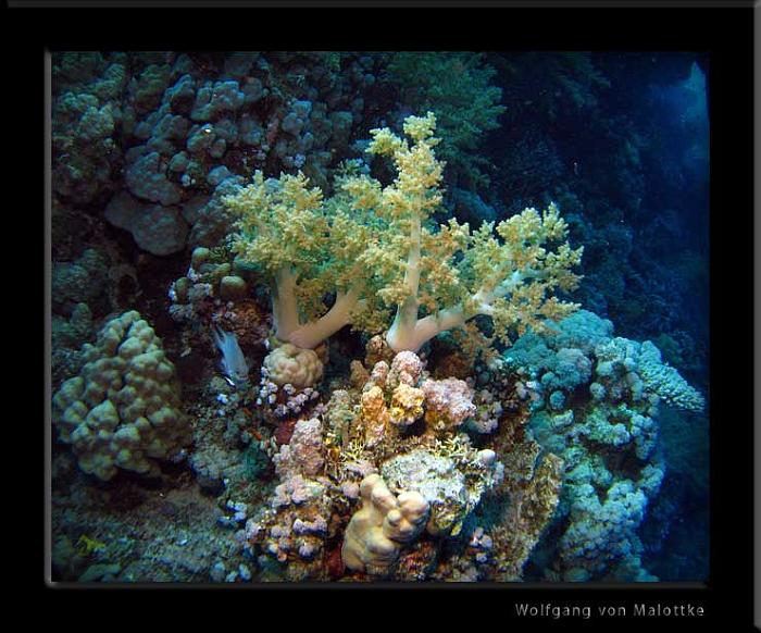 IMG_0580.jpg - Mjuk korall.