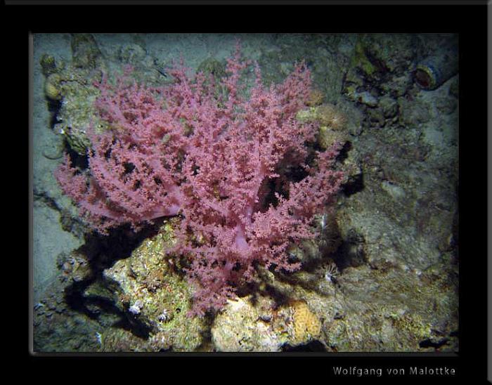 IMG_0855.jpg - Mjuk korall