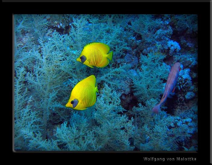 IMG_0883.jpg - Orangeface butterflyfish