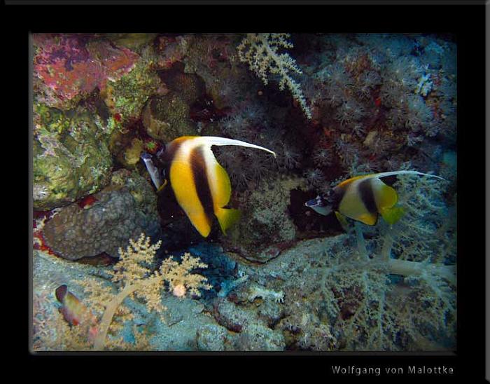 IMG_0887.jpg - Read sea bannerfish.