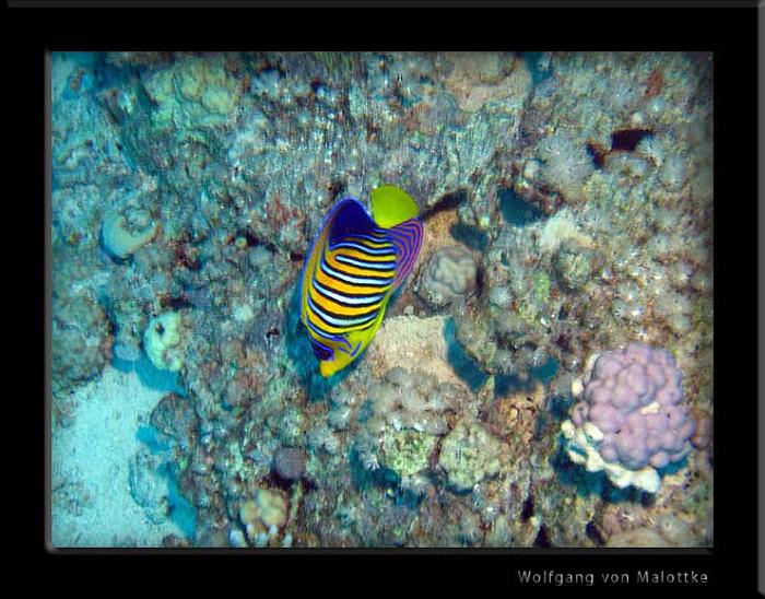 IMG_1040.jpg - Regal angelfish