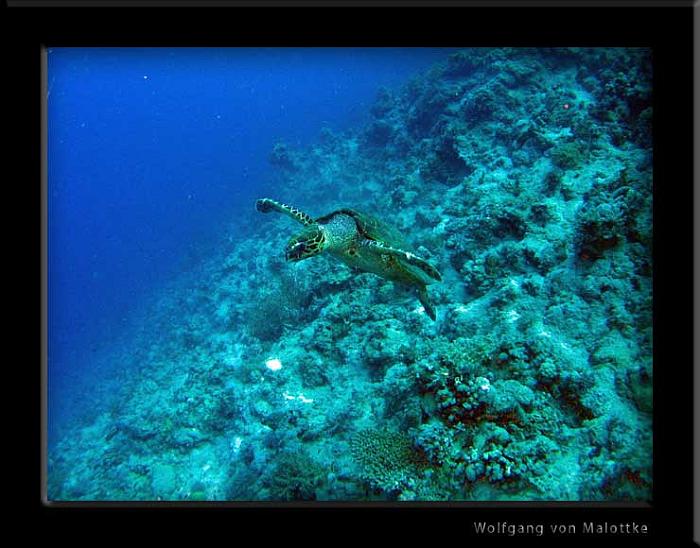 IMG_1098.jpg - Green turtle