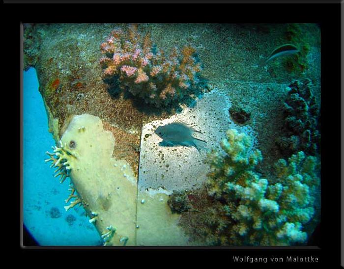 IMG_1179.jpg - Pale damselfish på vrak..