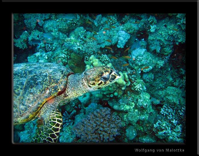 IMG_1286.jpg - Green turtle igen, dom e sååå coolabara skiter i allt o alla.
Kommer ibland fram o provsmakar lite på kameran eller nåt annat av utrustningen, bara för o kolla verkar det som.