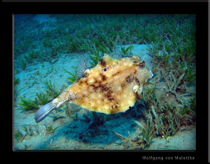 IMG_1495.jpg - Thornback boxfish!