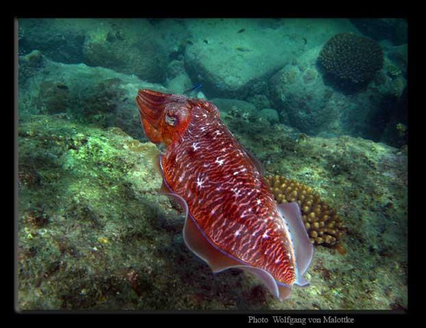 IMG_2957.jpg - Cuttlefish, snorklingsbild från Paradise beach Phuket.