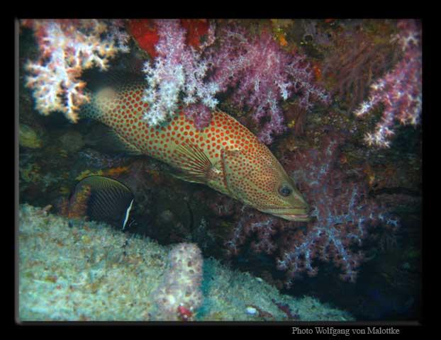 IMG_3454.jpg - Slender Grouper