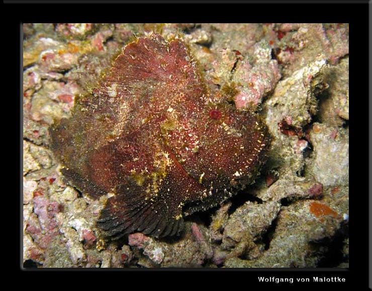 IMG_4355.jpg - Leafscorpionfish