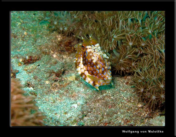 IMG_4447.jpg - Thornboxfish