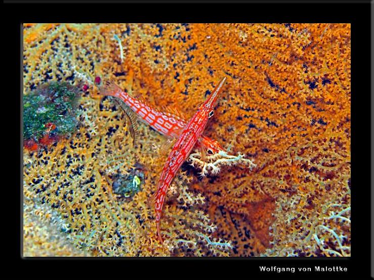 IMG_5133.jpg - Två longnose hawkfish