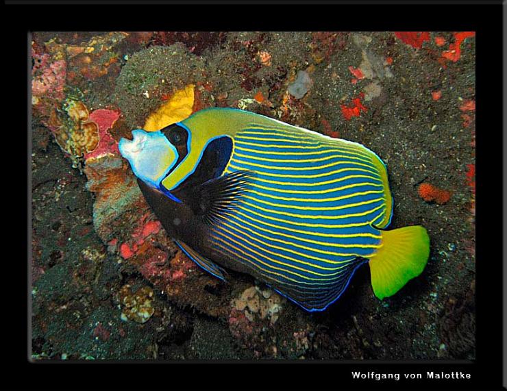 IMG_5152.jpg - Emperor angelfish