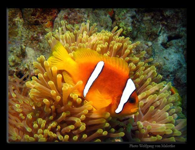 Nemo1.jpg - Read sea anemonfish.