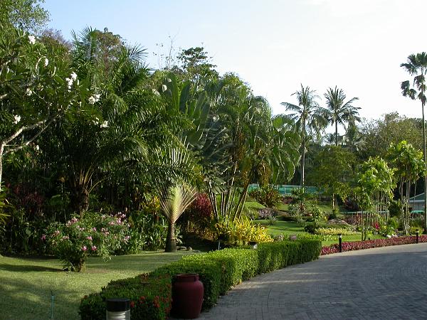 Thai0310.JPG - Häftig trädgård