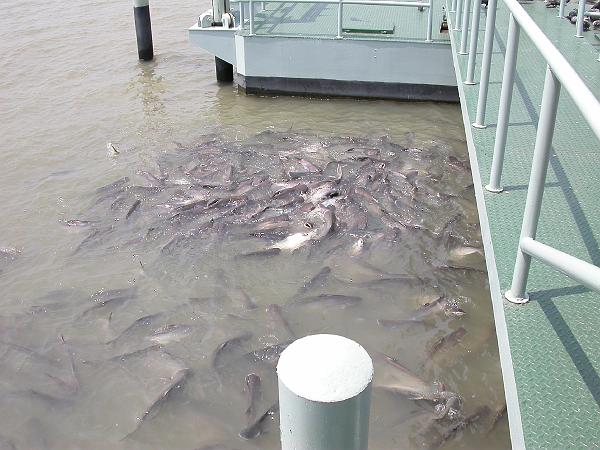 Thai03143.JPG - Det som i Sverige säljs som Vietnametsisk sjötunga (Pangasius) men faktiskt är hajmal som odlas hej vilt överallt i dom här trakterna!