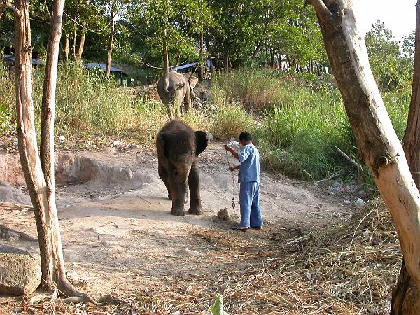 Thai0365.JPG - Kedjas fast, känns lite taskigt på den lille.....