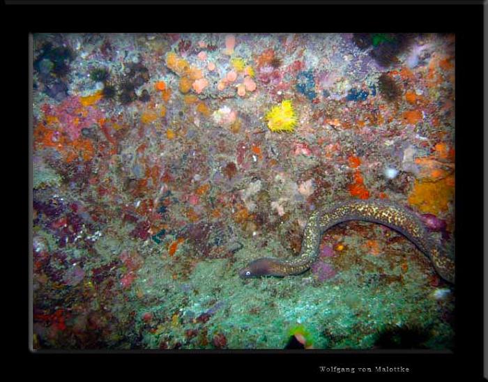 White-eyed-moray5.jpg - Frisimmande vitögd murena!