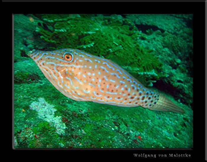 apma0712.jpg - Scribbled filefish.