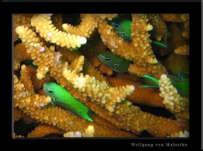 apma0716.jpg - gröna fiskar :)
