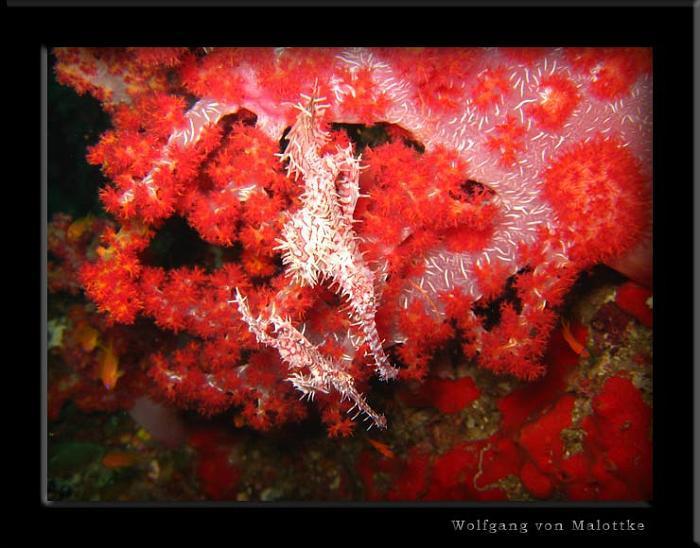 apma0719.jpg - Två st harlequin ghostpipefish!