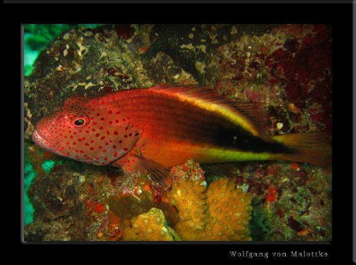 apma072.jpg - Forsters hawkfish