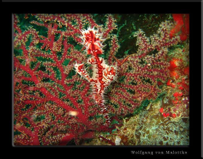 apma0725.jpg - Ornated ghostpipefish