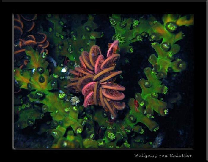 apma0729.jpg - Featherstar i nån korall

