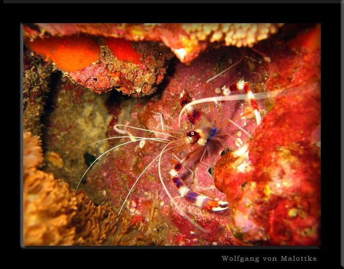 apma073.jpg - Banded boxershrimp