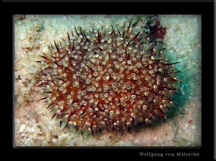 apma0732.jpg - Poison leather sea urchin