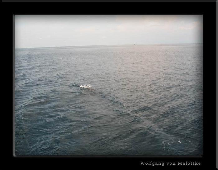 apma0735.jpg - Delfiner som hoppade efter båten!