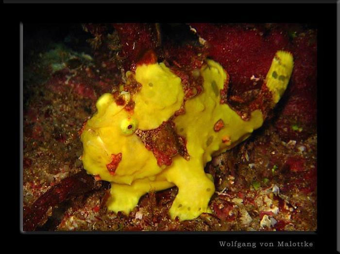 apma074.jpg - Frogfish ( tångulk )