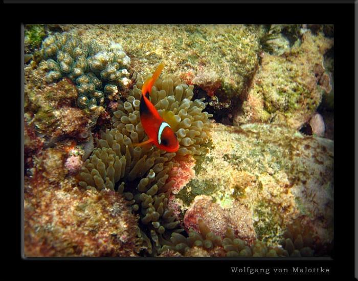 apma0743.jpg - Tomato anemonefish