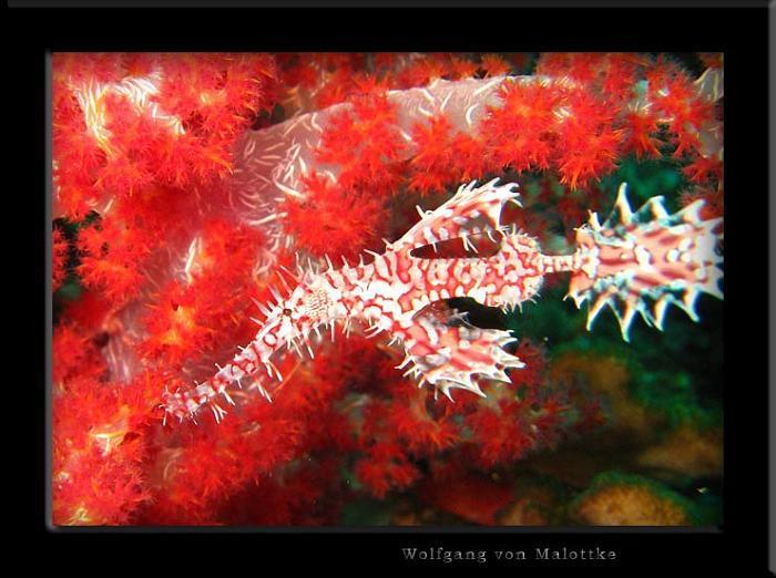 apma075.jpg - Harlequin ghostpipefish på Similan