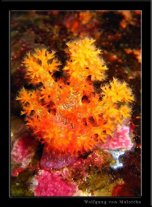 apma076.jpg - Otroligt vacker mjuk korall!