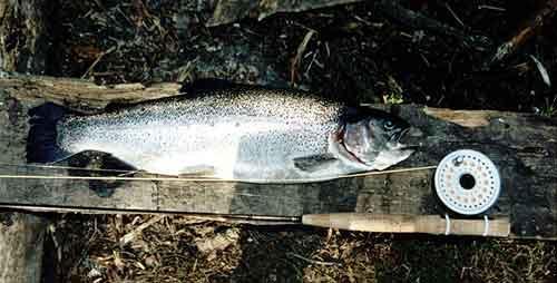 bage.jpg - Regnbåge från Villingsberg tagen på min 2-3:a ca 3kg, kul fight!