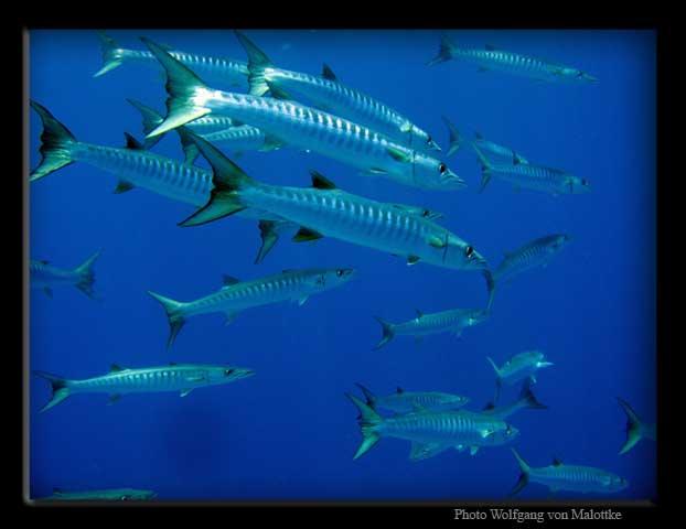 barracudastimm.jpg - Ett skönt stim med Chevron cudor!
Ute på Similan nånstans...