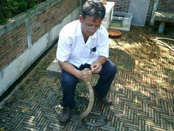 bk2.jpg - En skötare hjälper kobran att ömsa skinn, sekunden senare tappar han ormen mitt framför fötterna på oss, det var då man lärde sig vad frezze betyder!