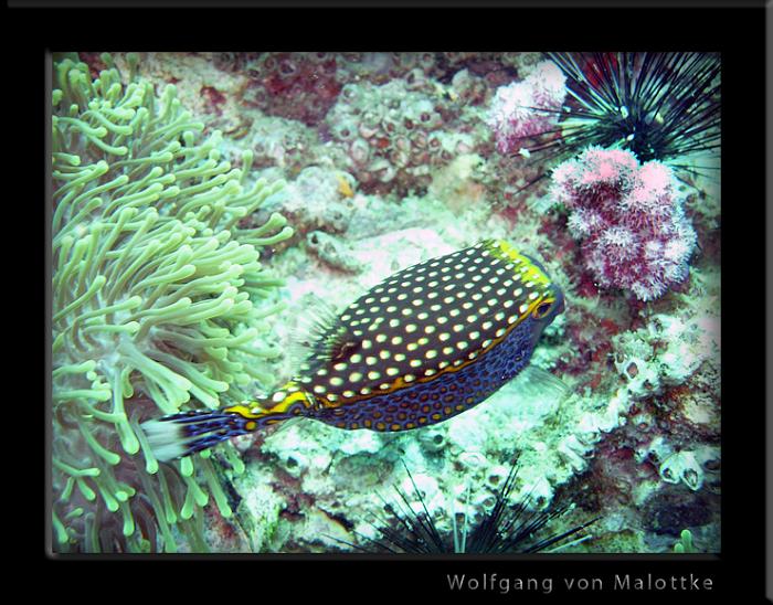 blackpuffer.jpg - Whitespotted boxfish
