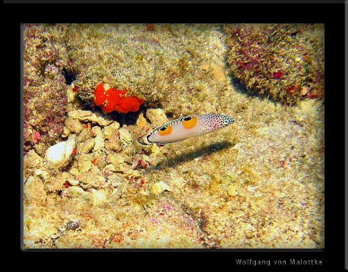 clown-coris-juvemacro.jpg - En av många fiskar som är otroligt vackra som ungar och sen blir ganska oanseliga som vuxna. Clown Coris