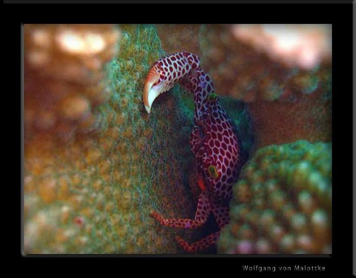 colarcrab.jpg - Korallkrabba med vacker täckning.