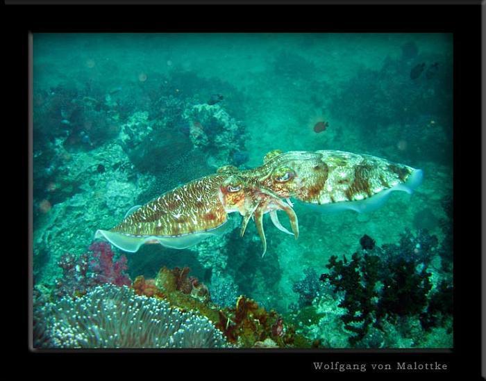 cuttlefish(f----ng.jpg - Här sexas det hårt, Två cuttlefish